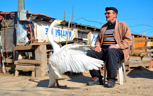 Турецкий почтальон подружился с лебедем
